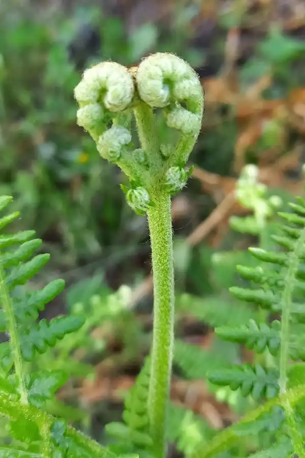 kräuterwanderung